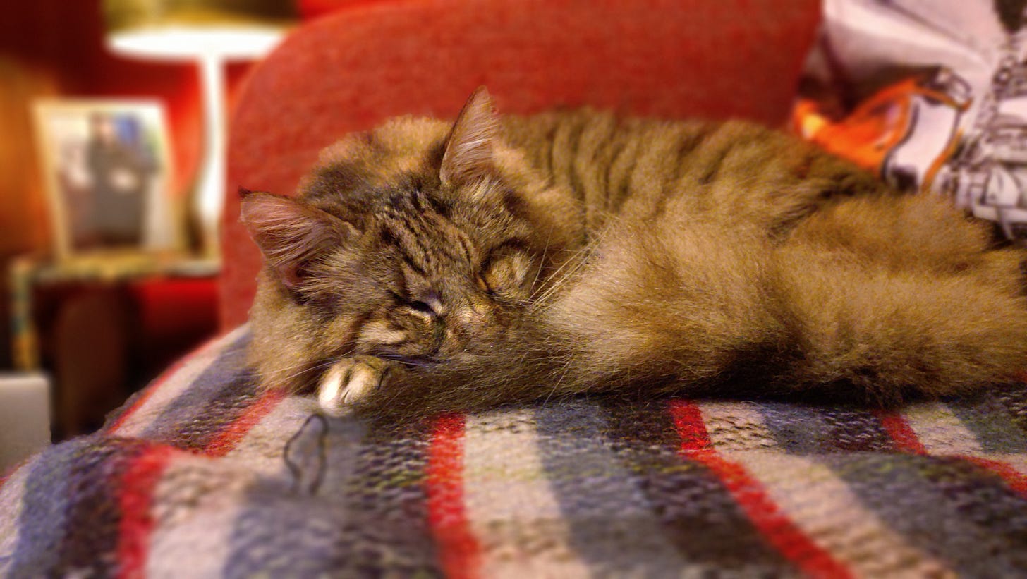 Rosie sleeping on a blanket on the sofa.
