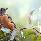 Birding by ear: How to learn the songs of nature’s symphony with some simple techniques