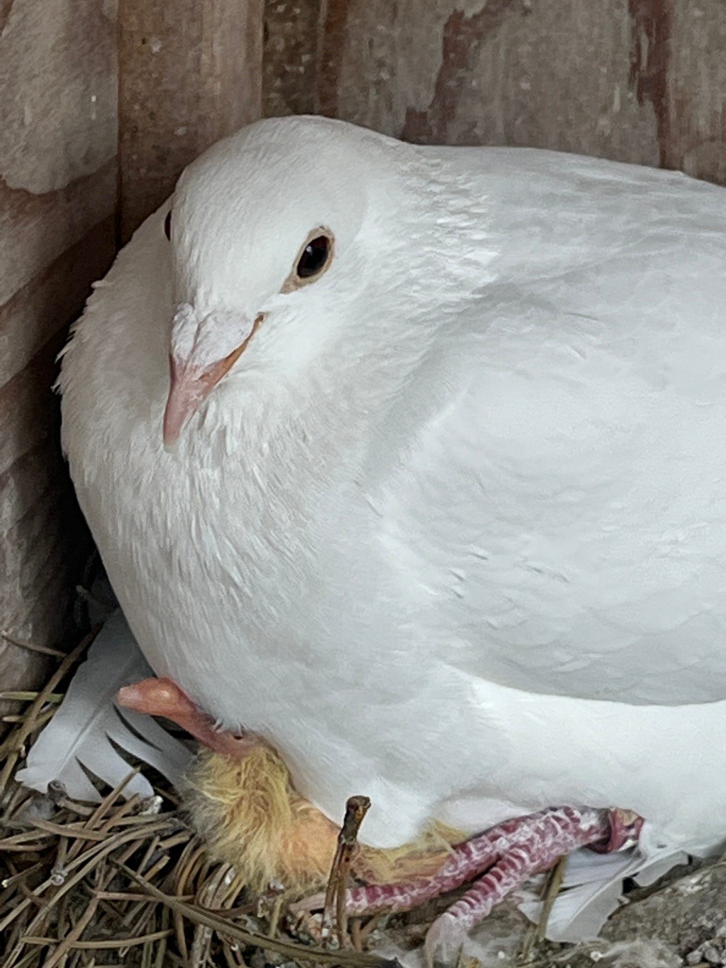 A white pigeon sitting looking pretty. Just visible under its fringe is a tiny, ugly, yellow pigeon baby