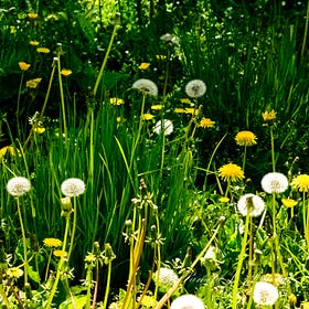 Photo Essay: No Mow May