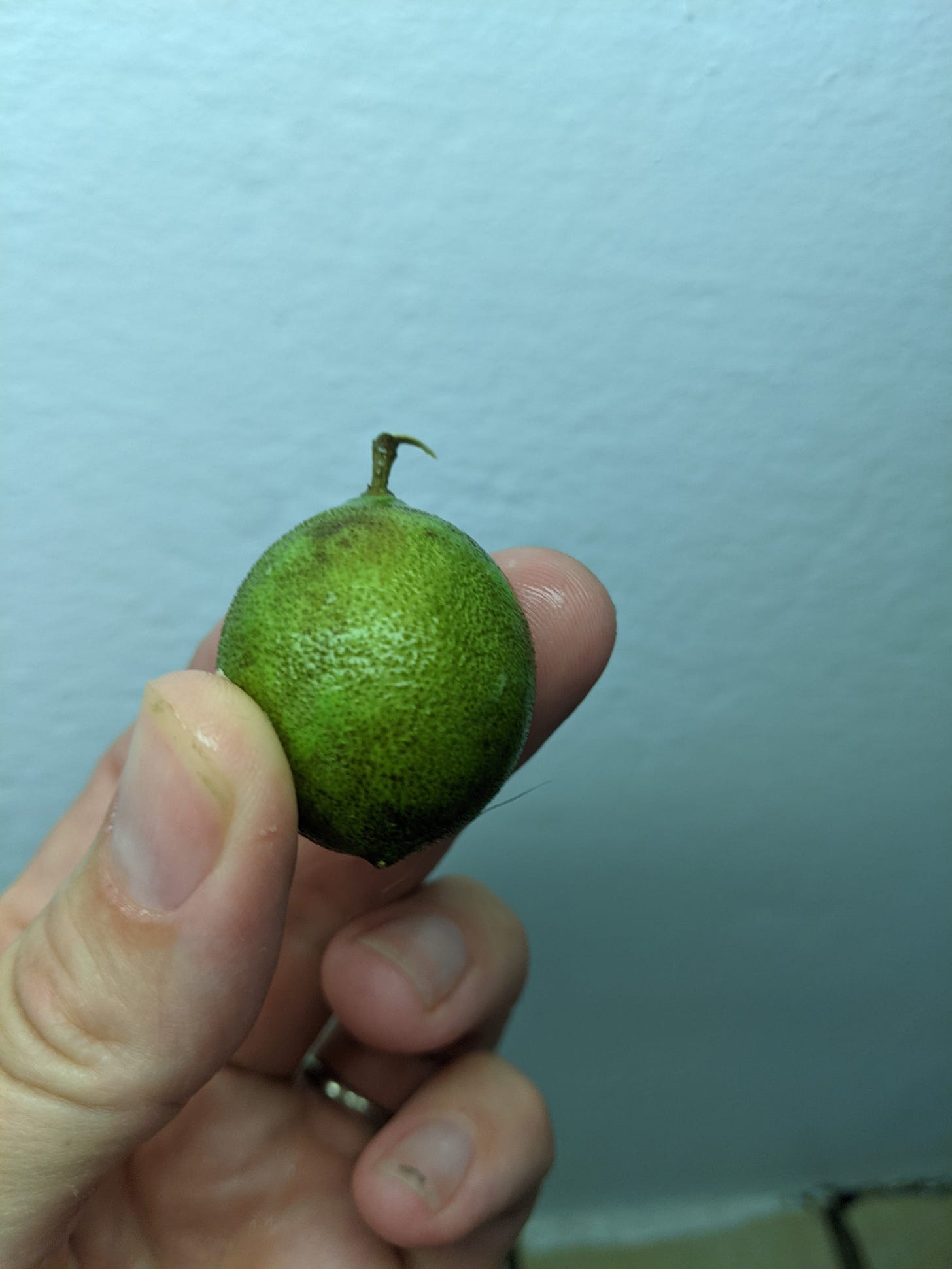 Fruit #1 Quenepa - by Jenna - The Post-San-Juander, image size:1456x1941