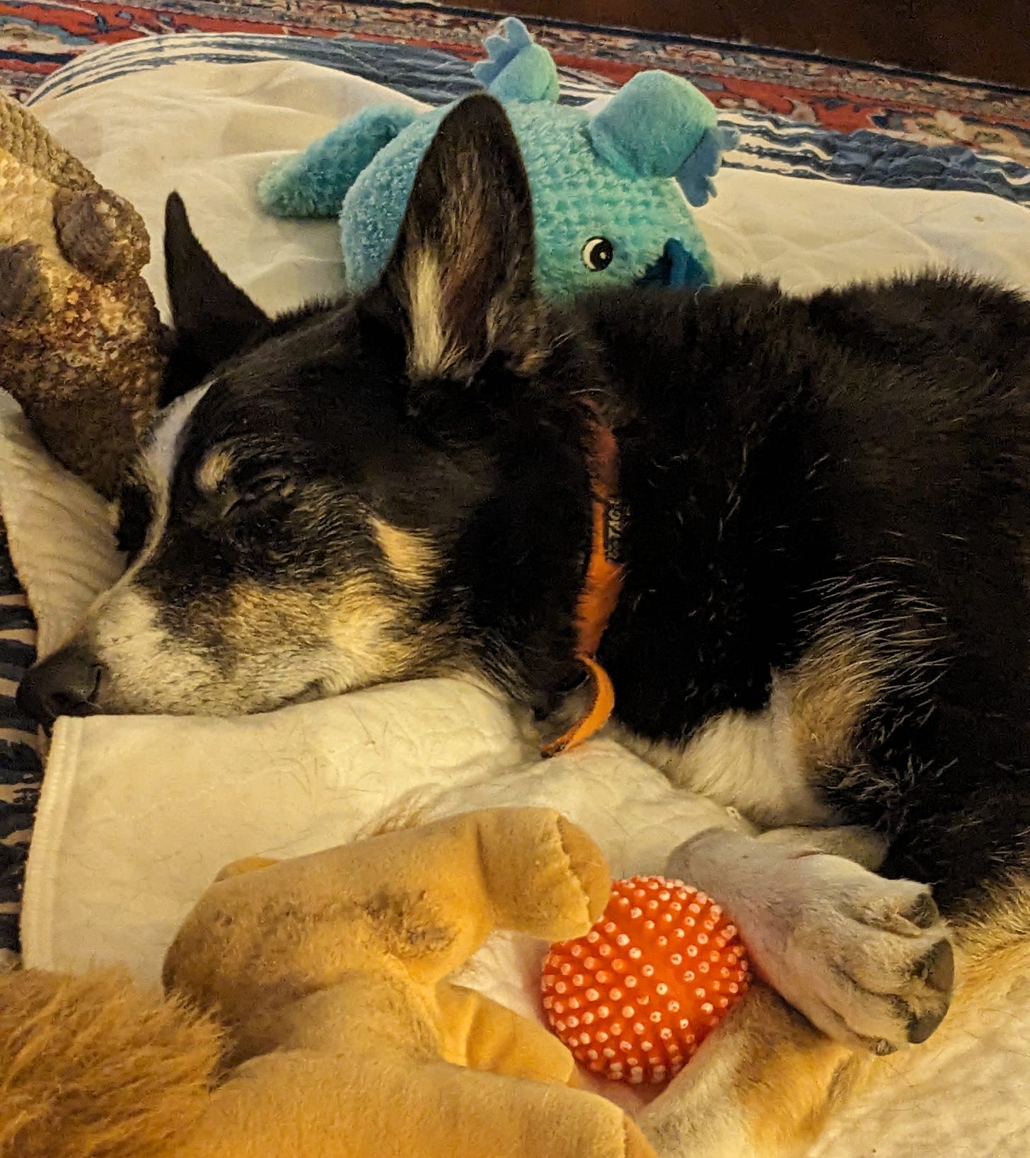 Sleeping Border Collie surrounded by toys Sleeping Border Collie surrounded by toys