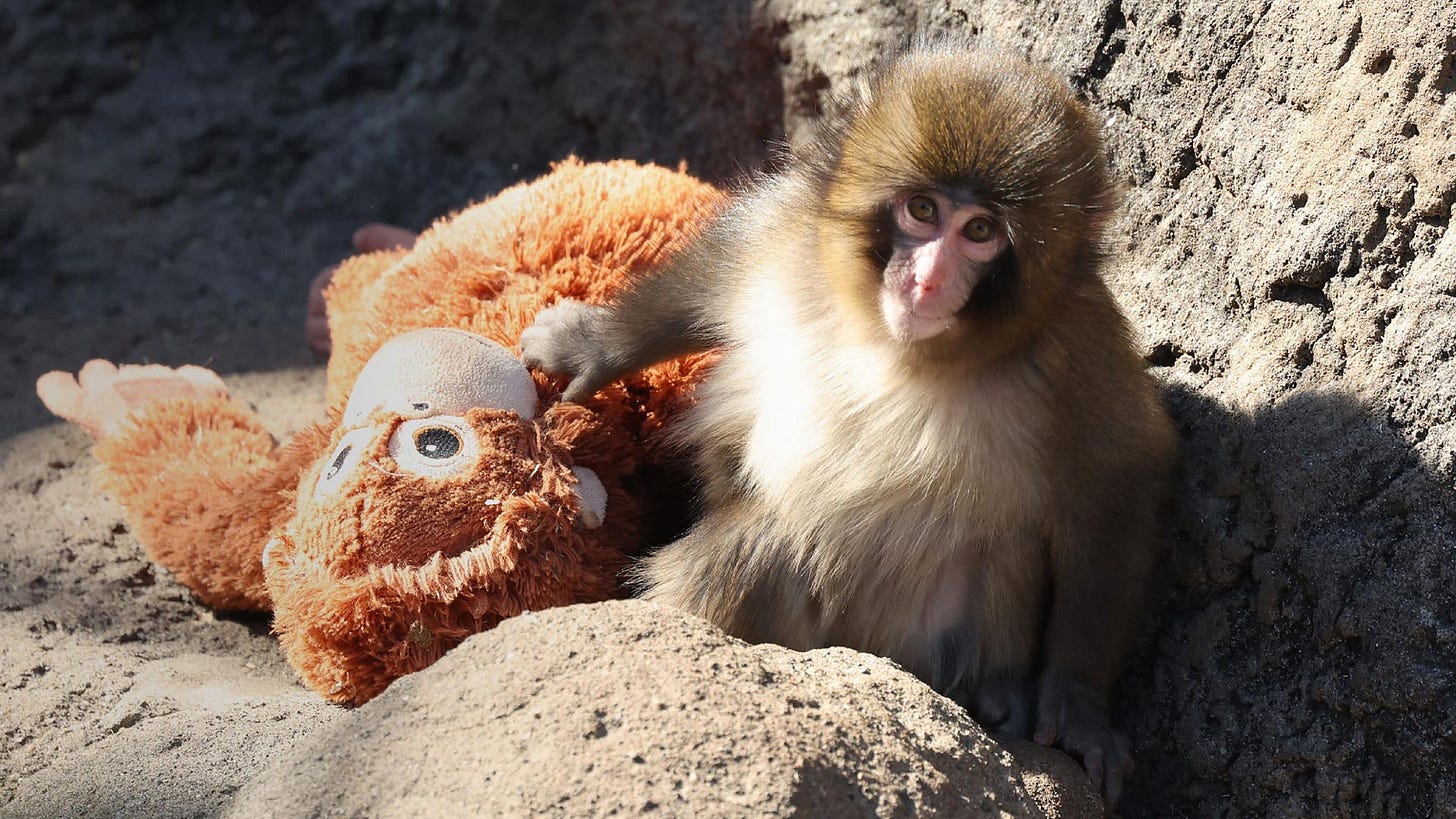 A small, seven-month-old Japanese macaque named Punch sitting on a concrete floor in a zoo enclosure. He is clinging tightly to a large, plush orange IKEA Djungelskog orangutan toy, burying his face into its soft fur for comfort