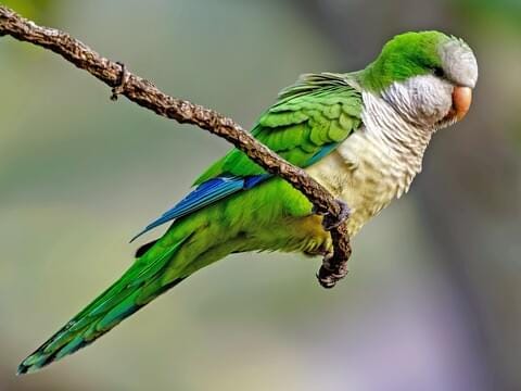 Monk Parakeet Identification, All About Birds, Cornell Lab of Ornithology