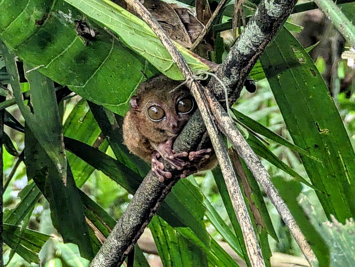 Tarsiers