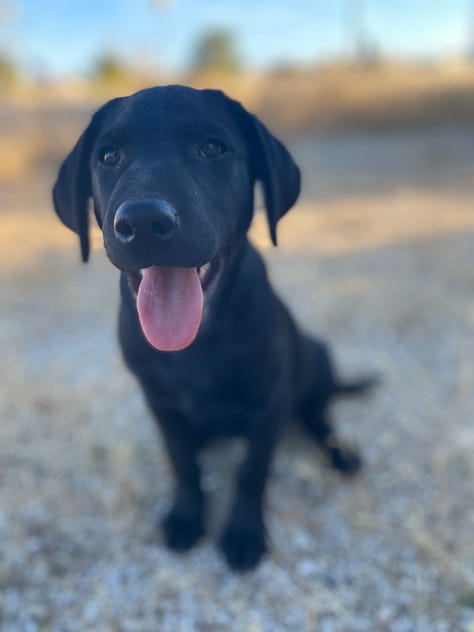 Labradors