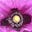 Alice Blackwood's avatar