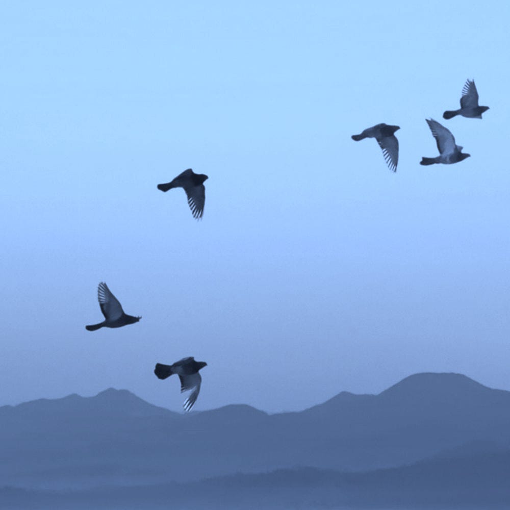 We Are a Chorus: Poetry of Protest & Witness