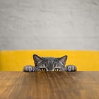 30 Days of ADM: Day 28 January 25, 2023