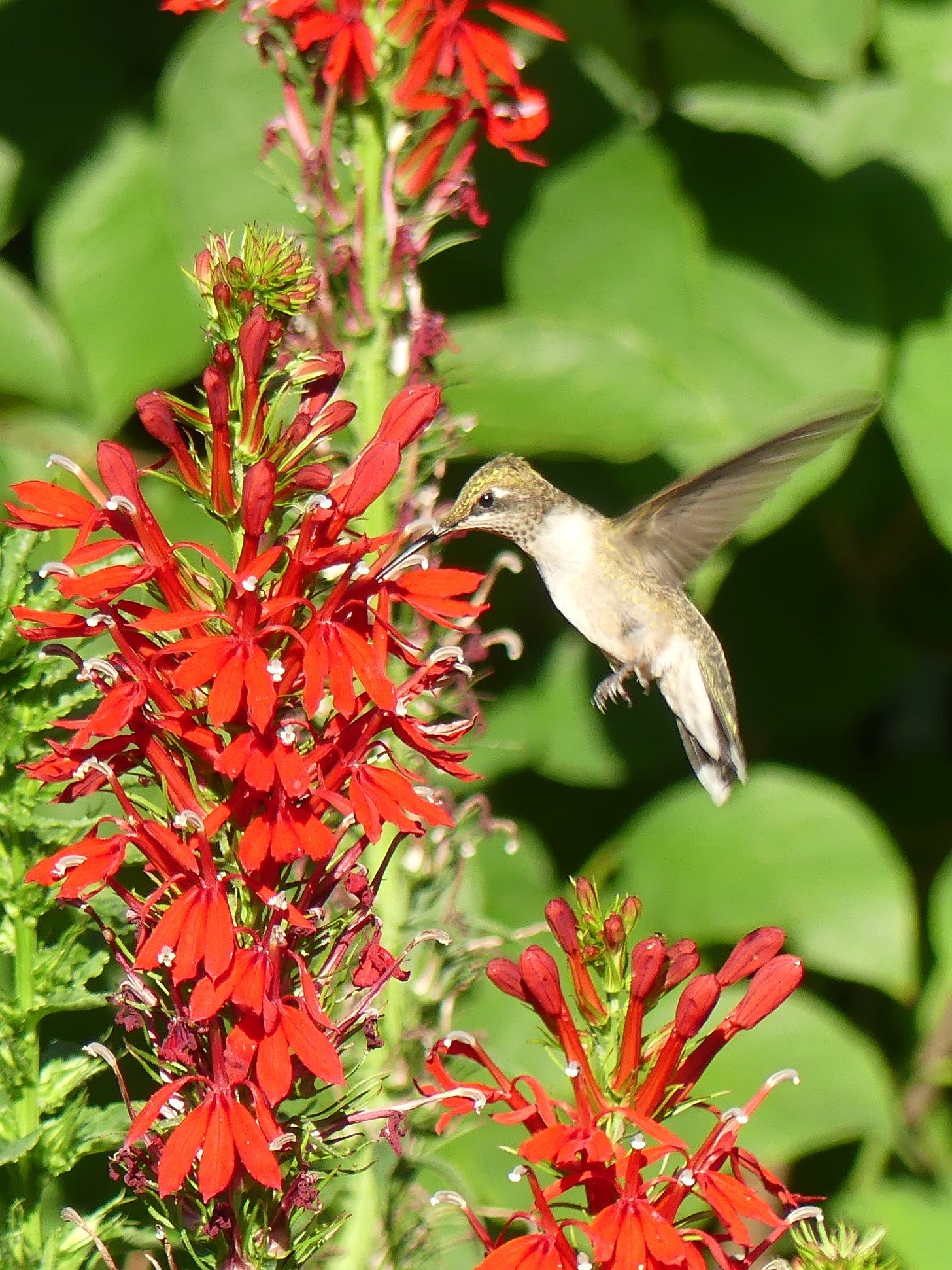 a hummingbird in flight, sipping nectar from bright red flowers