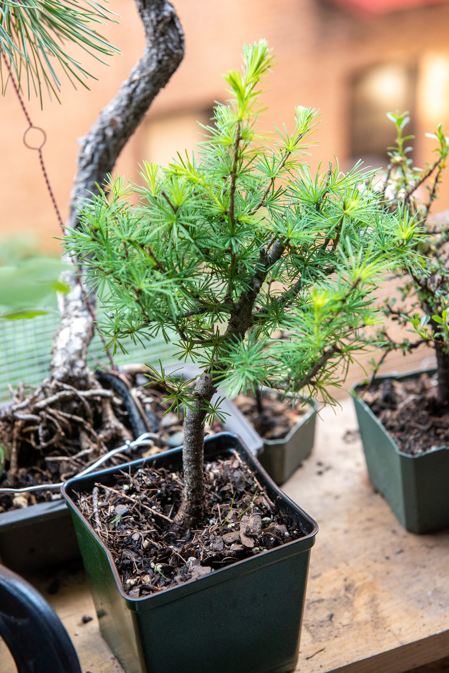 Image description: Photo of new tamarach larch tree. End image description.