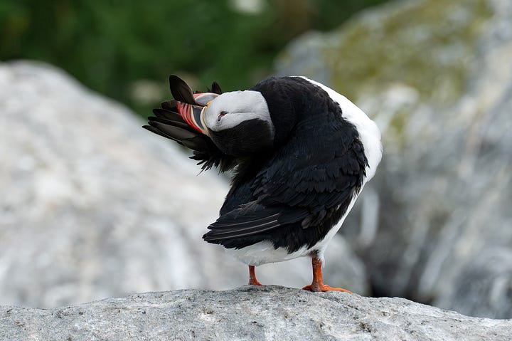 Stack Rocks Puffins The Puffins of Machias Seal Island - by Heather Moran