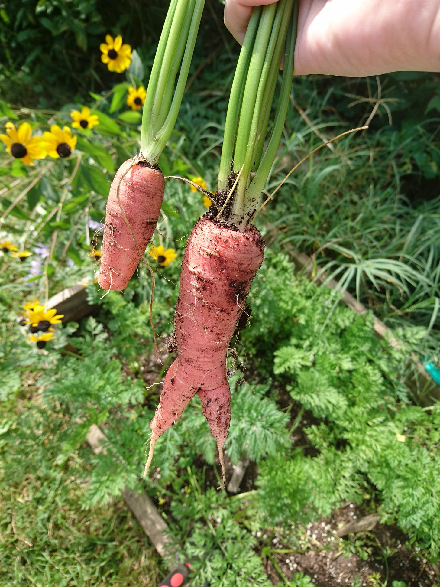 Two orange carrots dangle from a clenched fist. They are lightly covered in dark soil. Two orange carrots dangle from a clenched fist. They are lightly covered in dark soil.