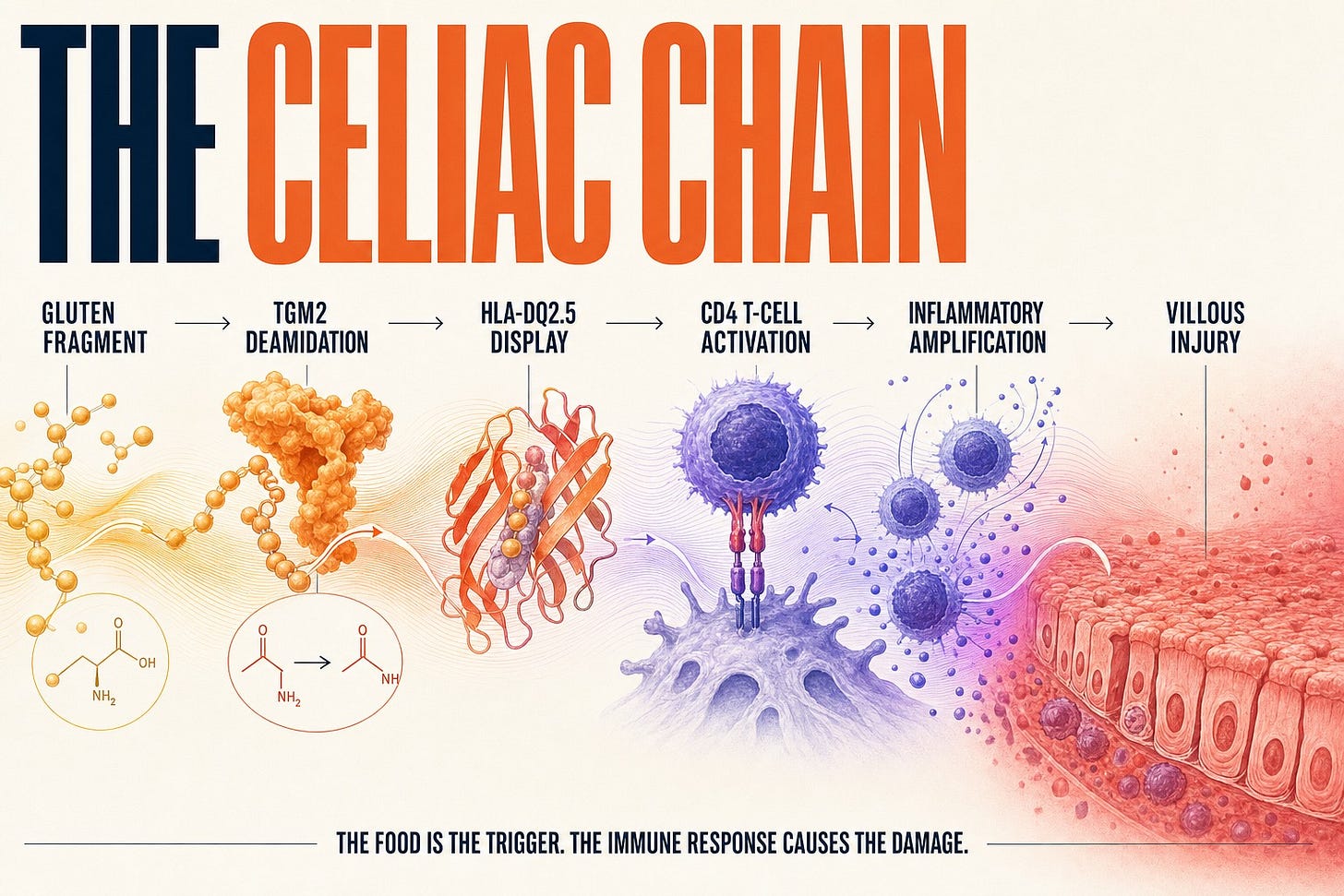 A precise warm-paper pathway graphic showing gluten fragment to TGM2 deamidation to HLA-DQ2.5 display to CD4 T-cell activation to inflammatory amplification to flattened intestinal villi