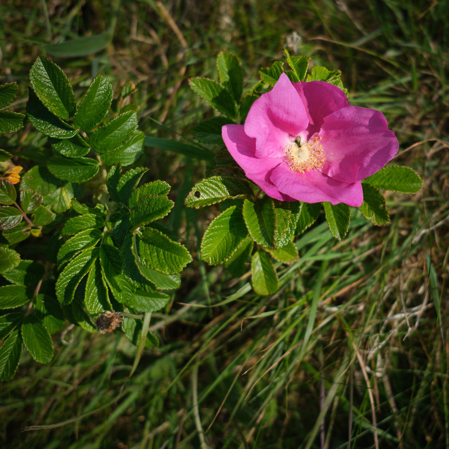 Dog rose. Who doesn’t love the dog rose?