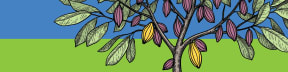 One Cacao Tree