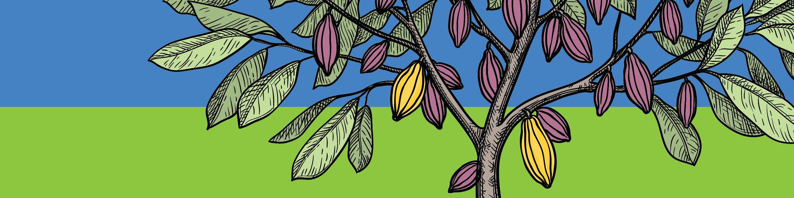 One Cacao Tree