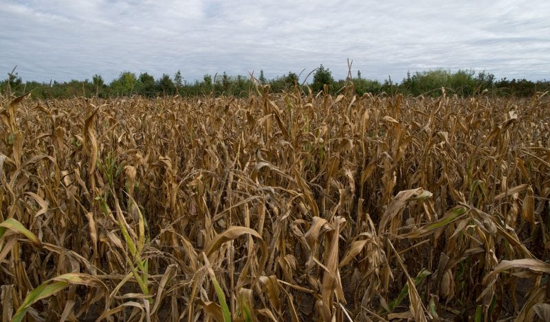 Ελευθερία τροφίμων Ελευθερία τροφίμων