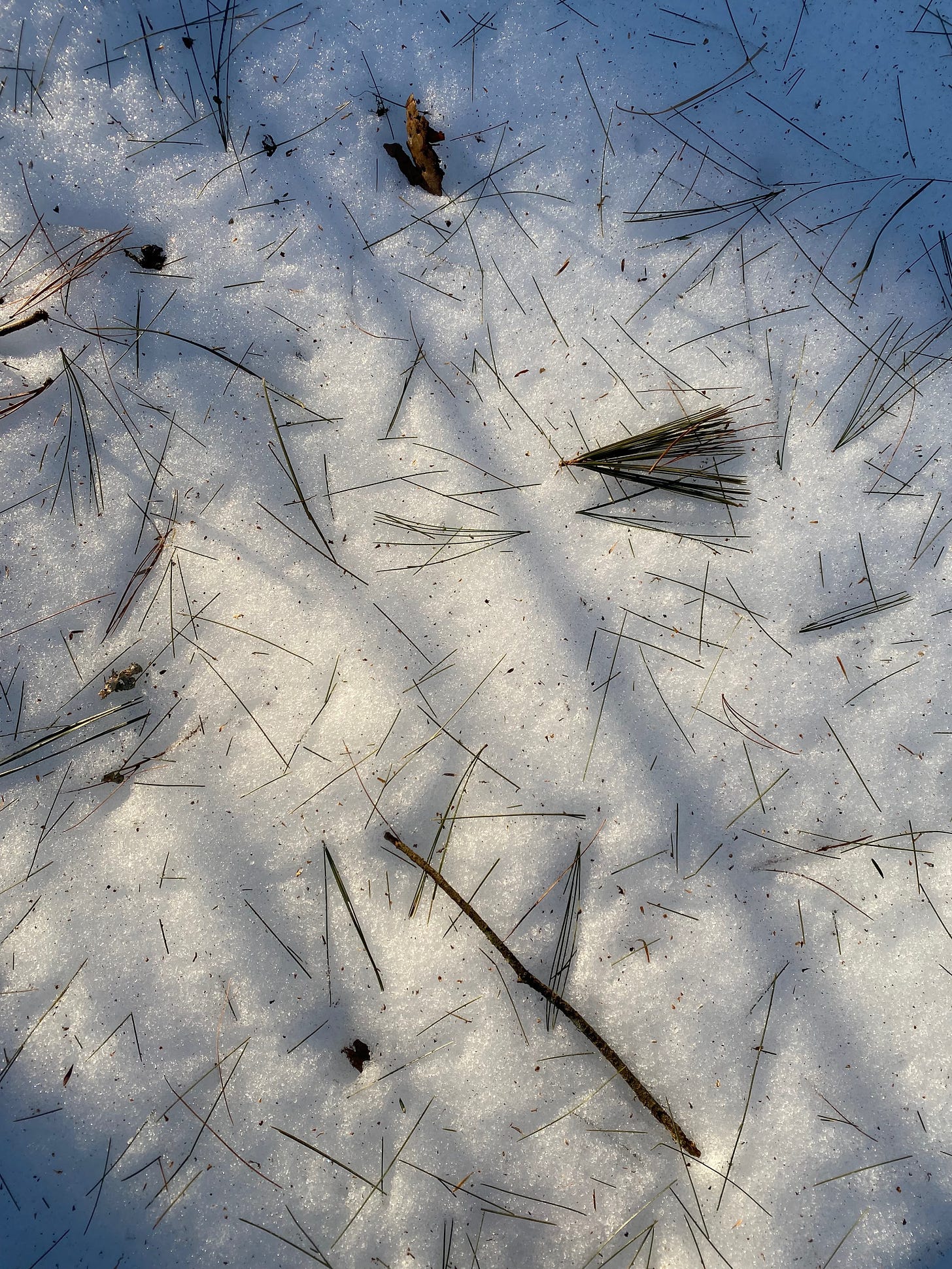 Closeup of white pine needles and the shadows of small branches on a patch of sunny snow.