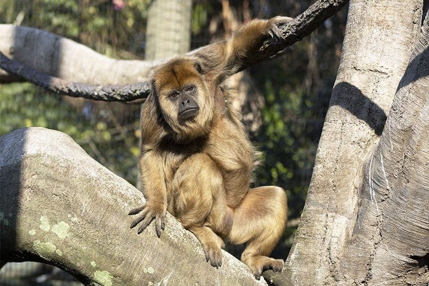 Howler monkey