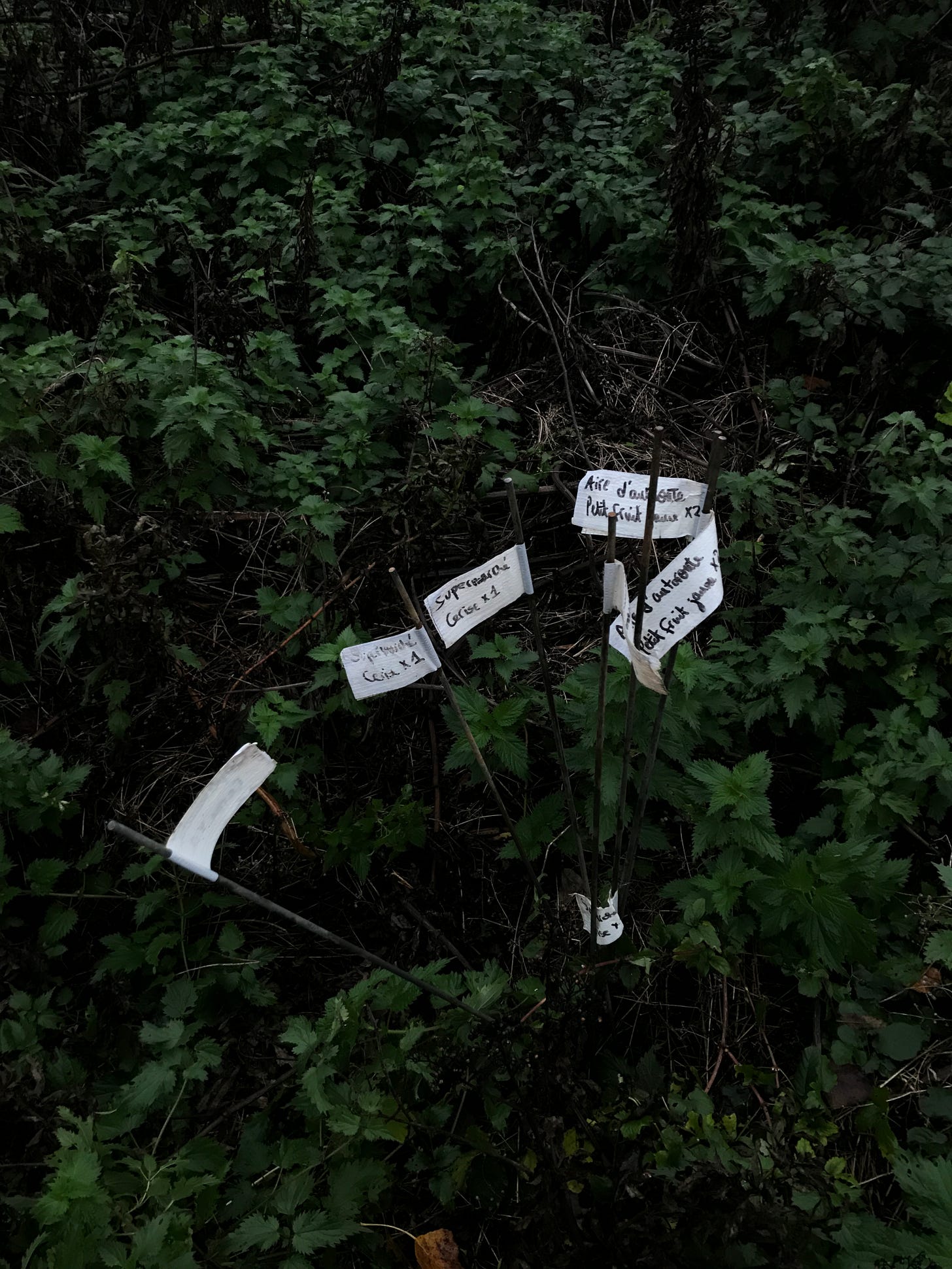 L'Éclusier - forêt.JPG
