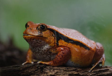 Frogs from around the world...