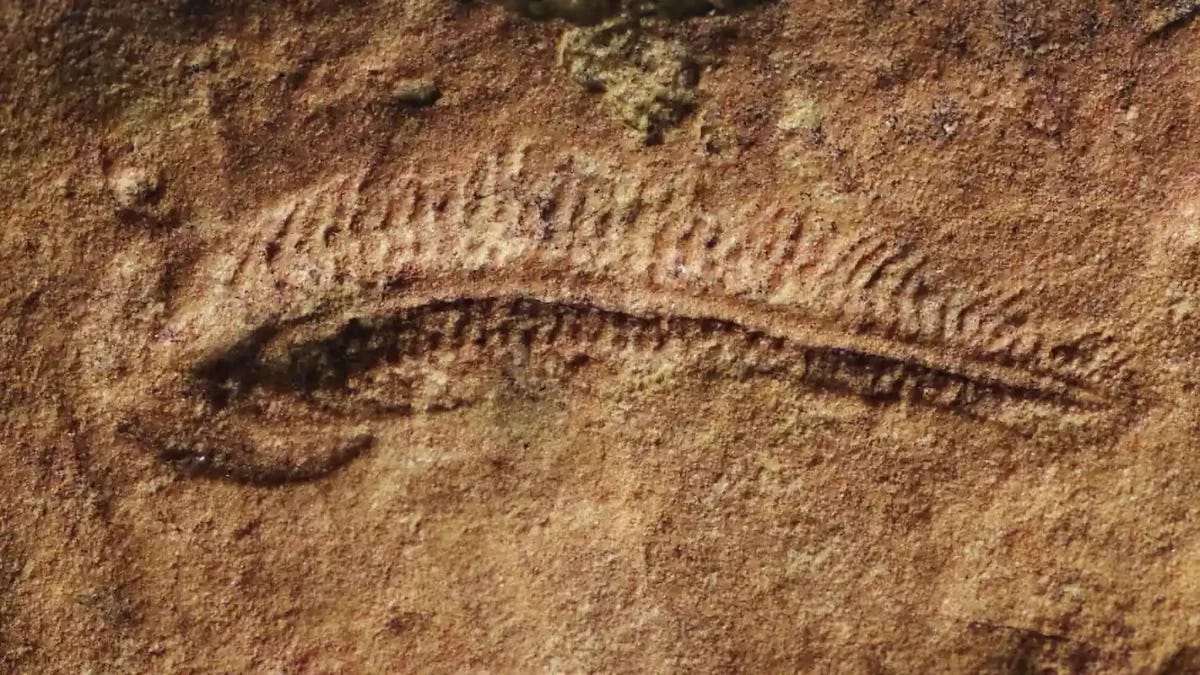 Fossils of *Spriggina floundersi* from South Australia preserve mirror-image impressions of the original animals. As a result, a leftward bend in the fossilized rock records an animal that actually bent to the right in life. Credit: Scott Evans / AMNH