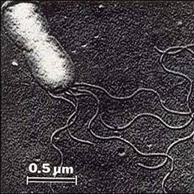 Cat Scratch and Covid19 Jab Harms have Endotoxin Lipid A as the common cause