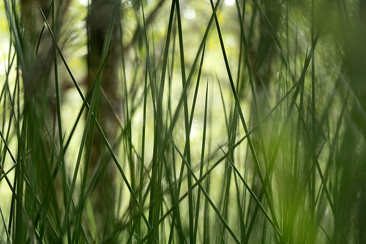 Green fills every corner of the woods in June: soft rush, mosses, sedge and rowan seedlings