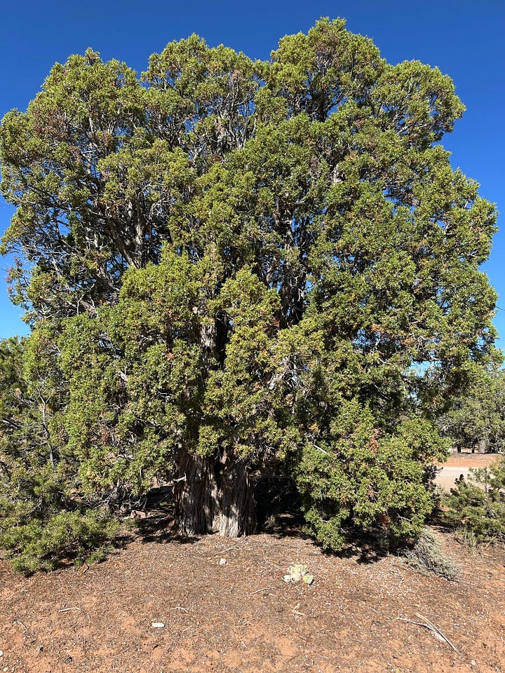 Junipers in the Four Corners