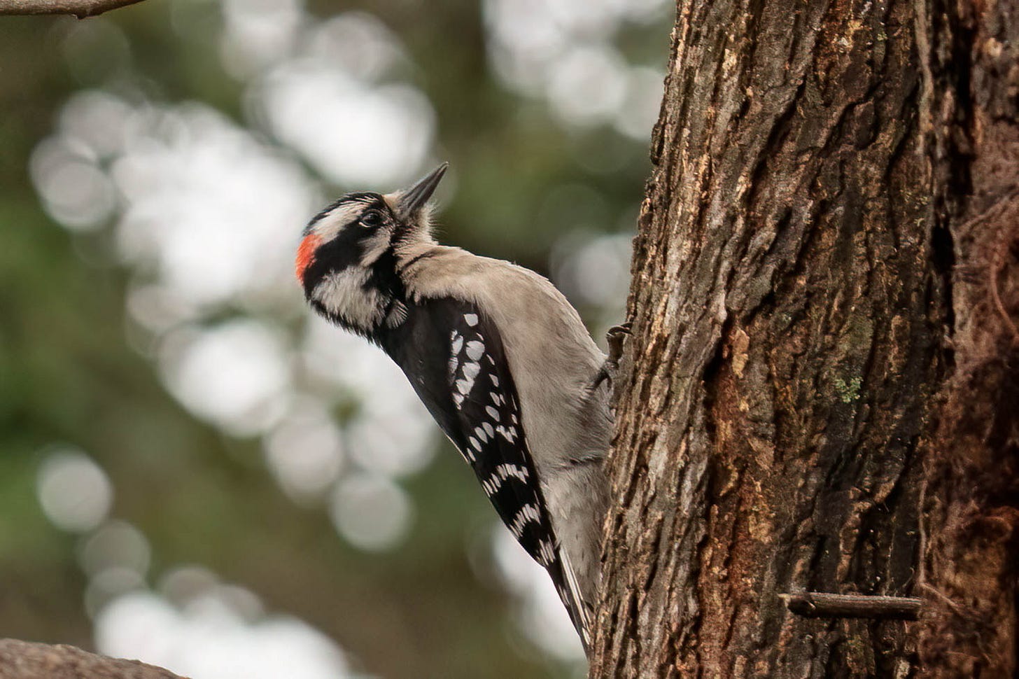 A small, white-bellied woodpecker with black and white wings, a black stripe across a white face, and a patch of red at the top of his head, clinging parallel to the trunk of a tree.