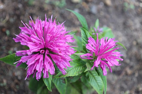 various flowering plants