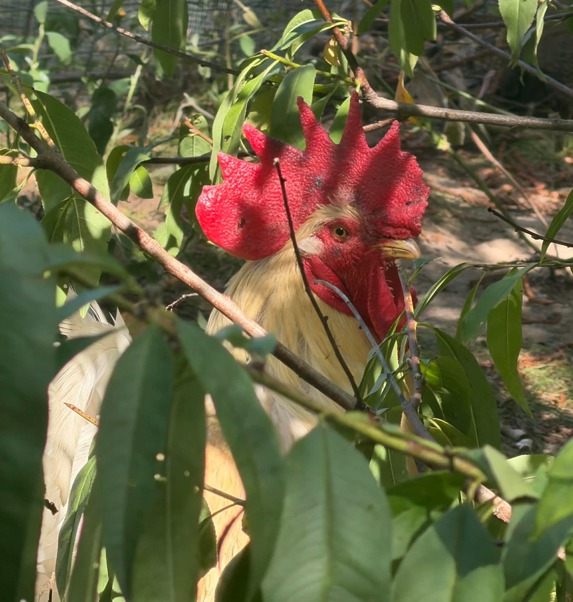 Meet the Residents of the Hen Haven - Volume 1