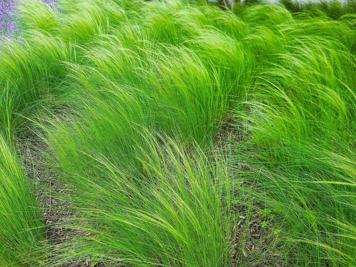 green flowy grass on the side of a D.C. sidewalk