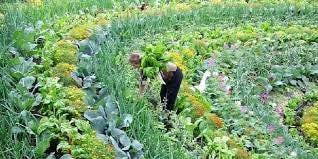 Regenerative Food and Farming