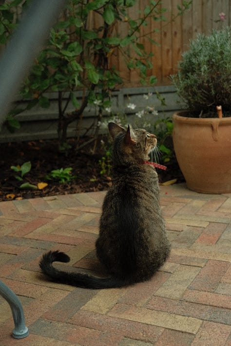 A range of images featuring a tabby cat begging for snacks, my best friend reading in the garden with a cocktail and my husband preparing pizza's in out new pizza oven.