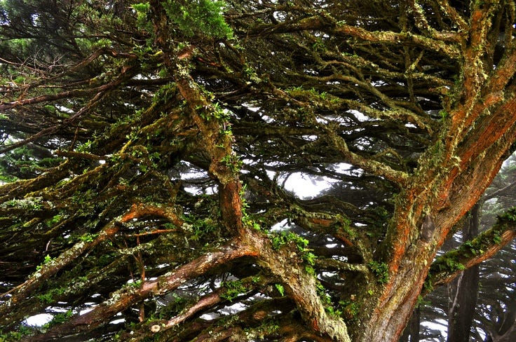 Even a tree can be an incomprehensible mystery, if you're a pillock.
