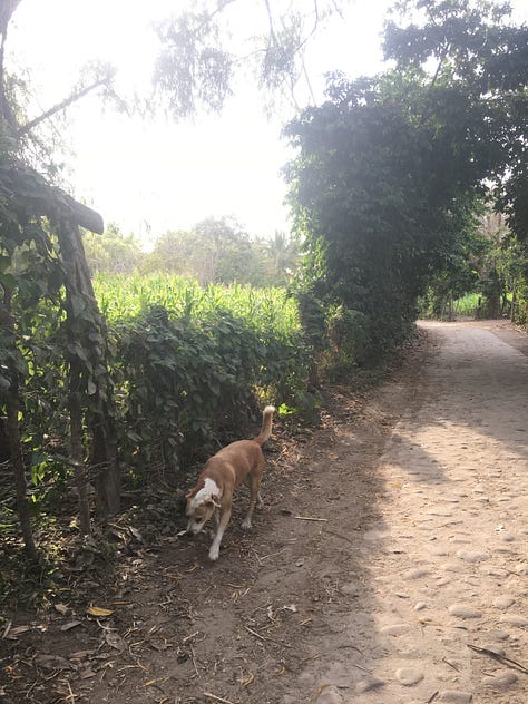 photos of Lody, a brown and white mutt with a very adorable face, in various places around the world