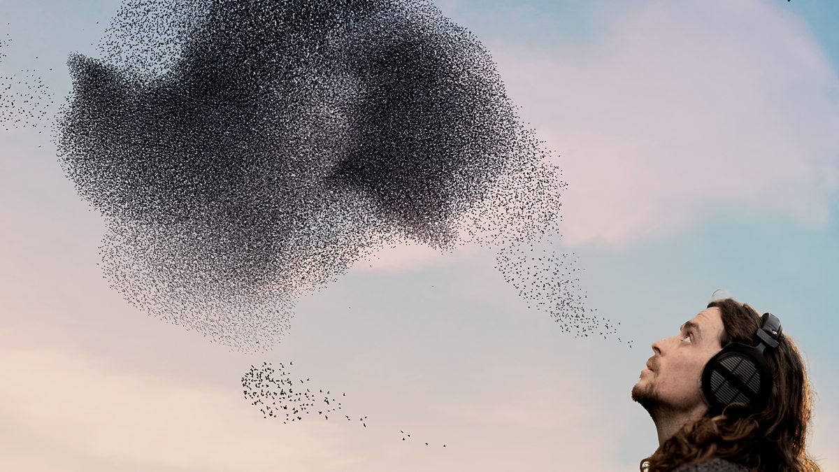 BBC Four - Birdsong