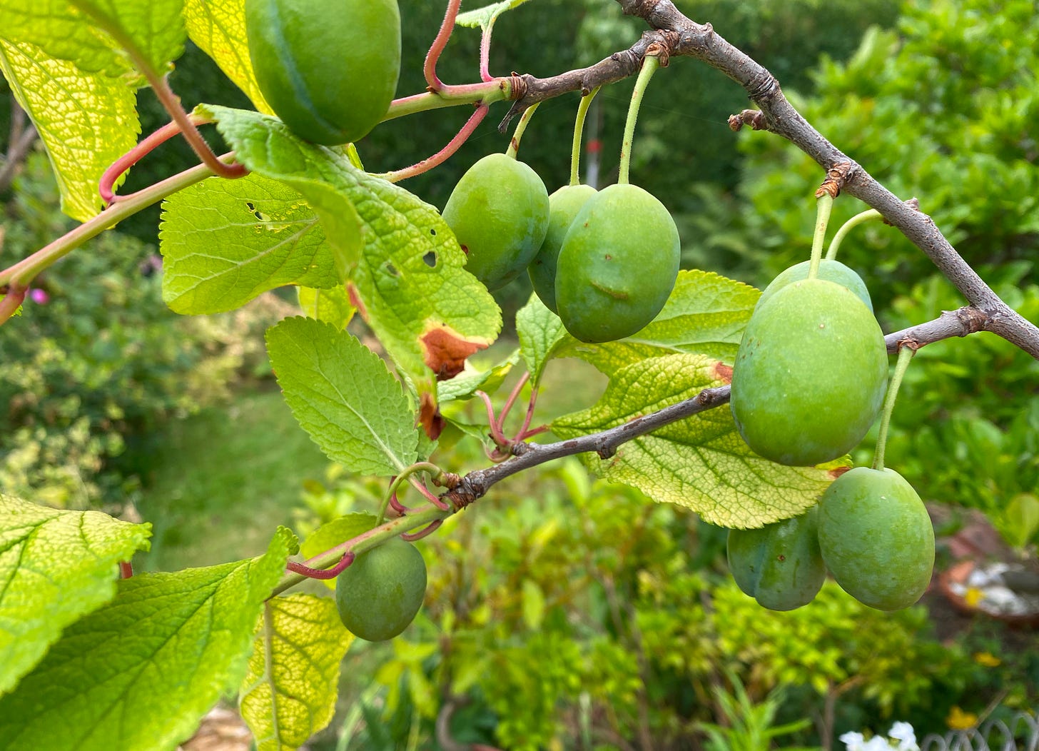 Small under ripe plums on the branch of a tree.