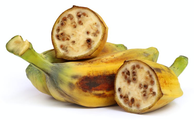 Prehistoric people started to spread domesticated bananas ...