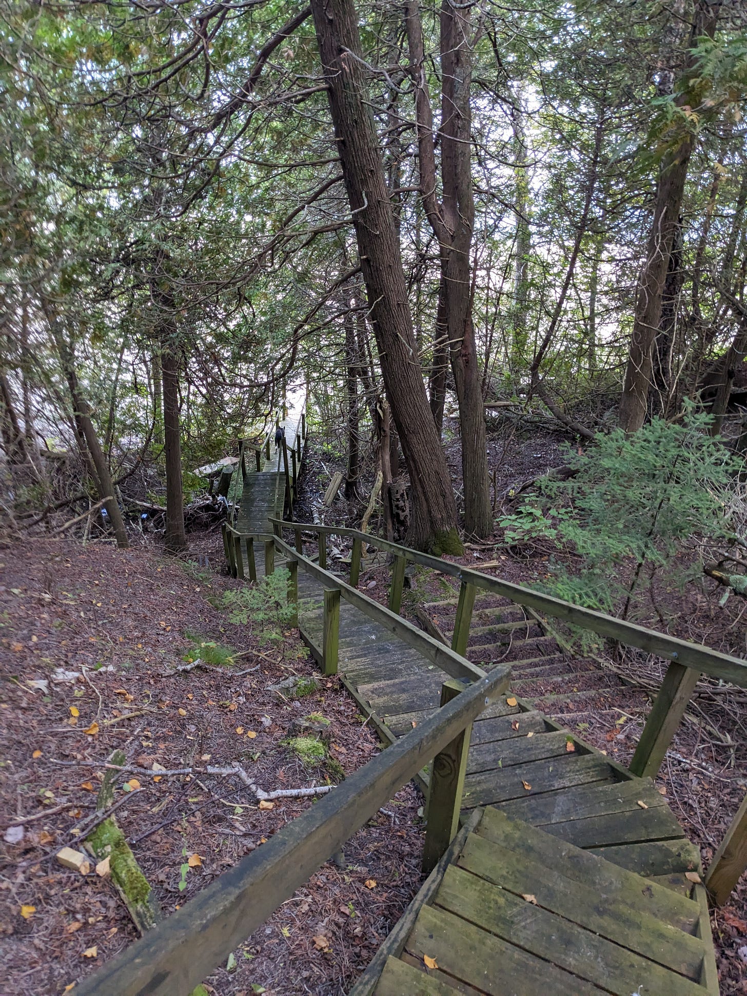 Wooden stairs descending through cedar woods to a distant beach.