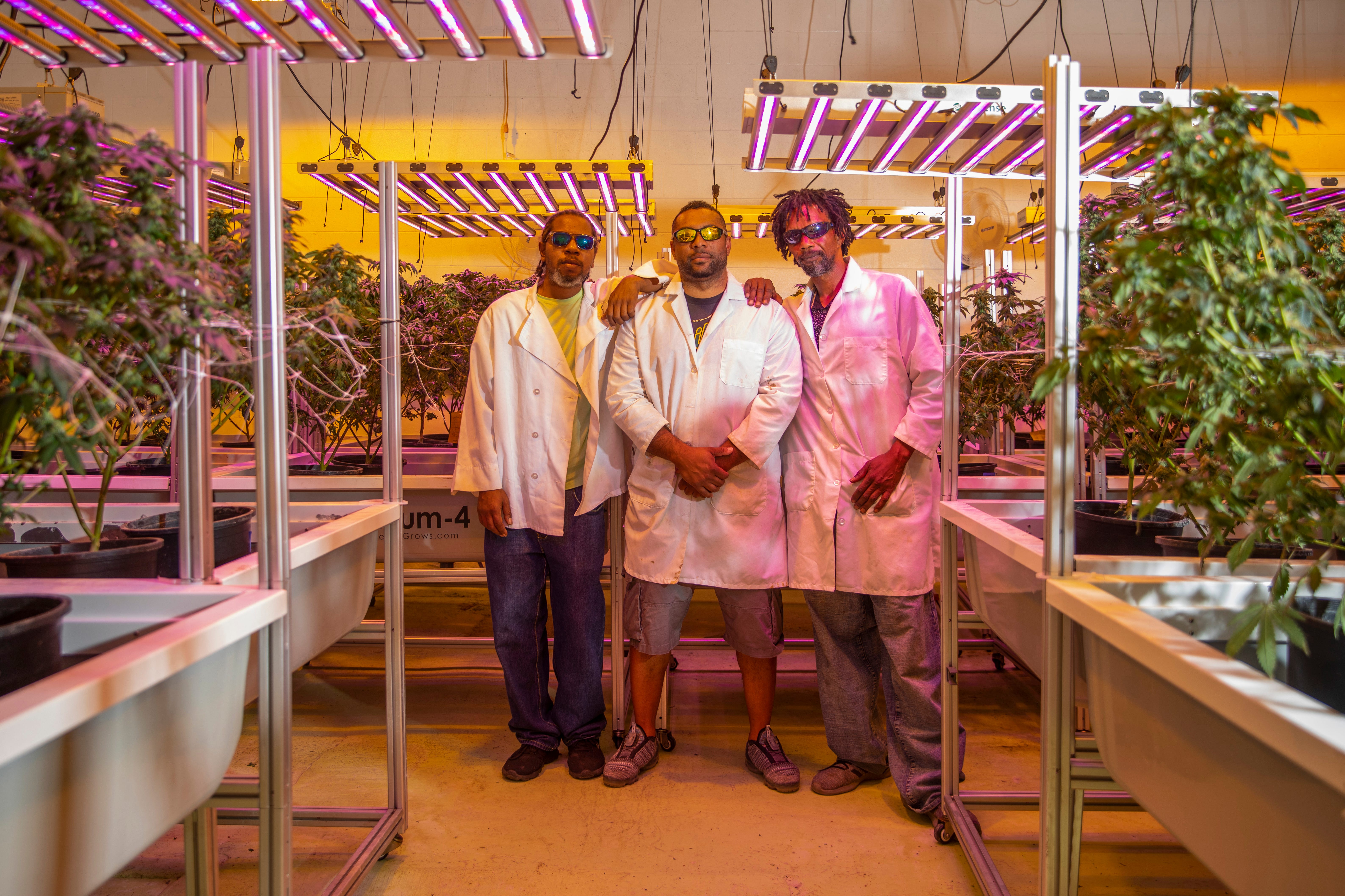 strangersguide.substack.com - The Legalization of Cannabis
