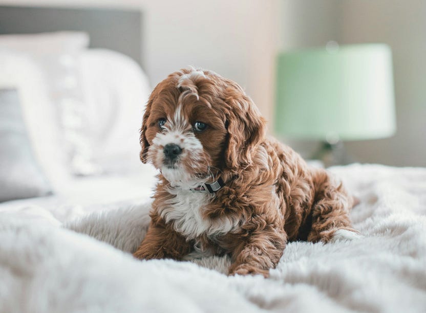 image of designer dog