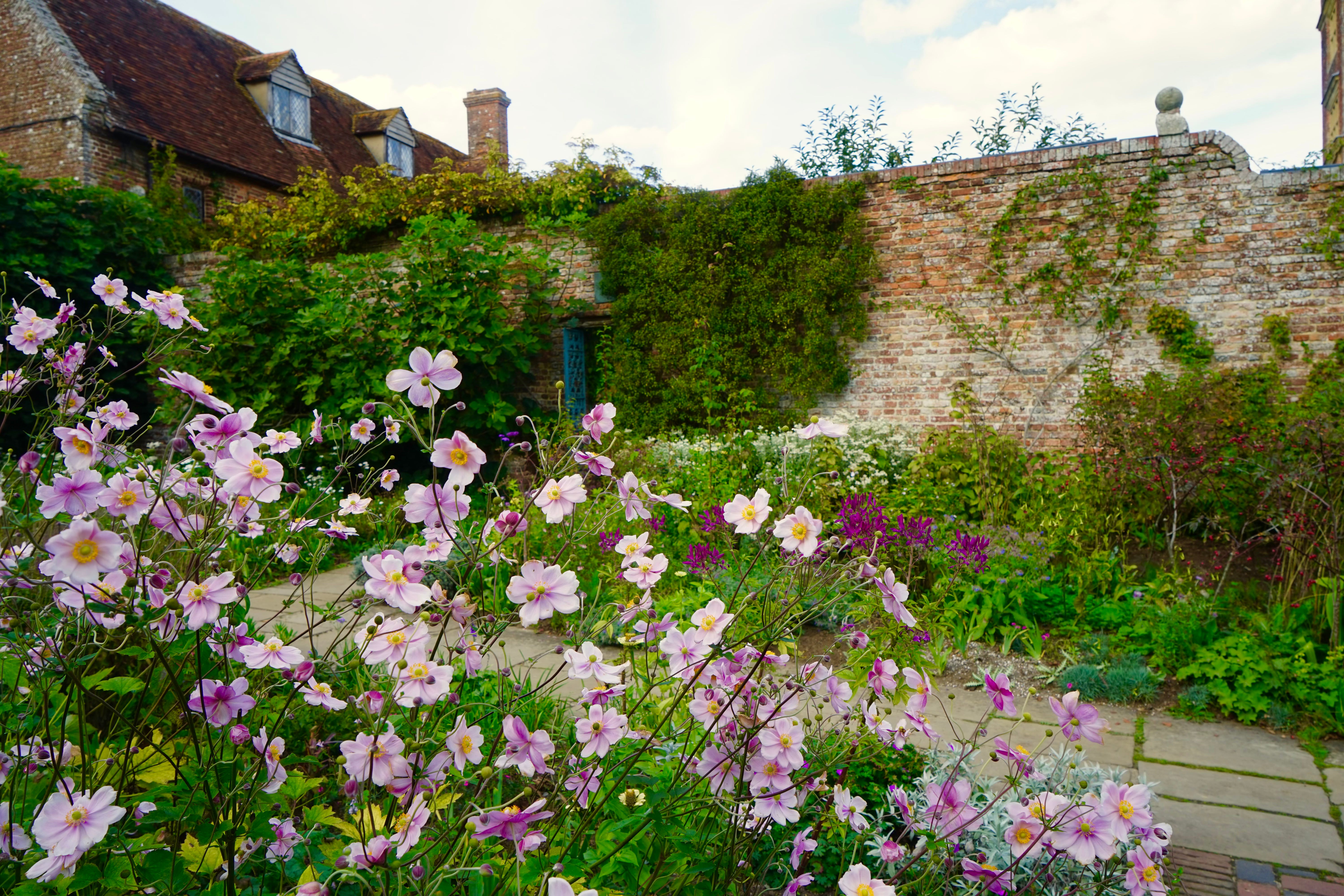 Plant Portrait: Japanese anemones in the autumn garden