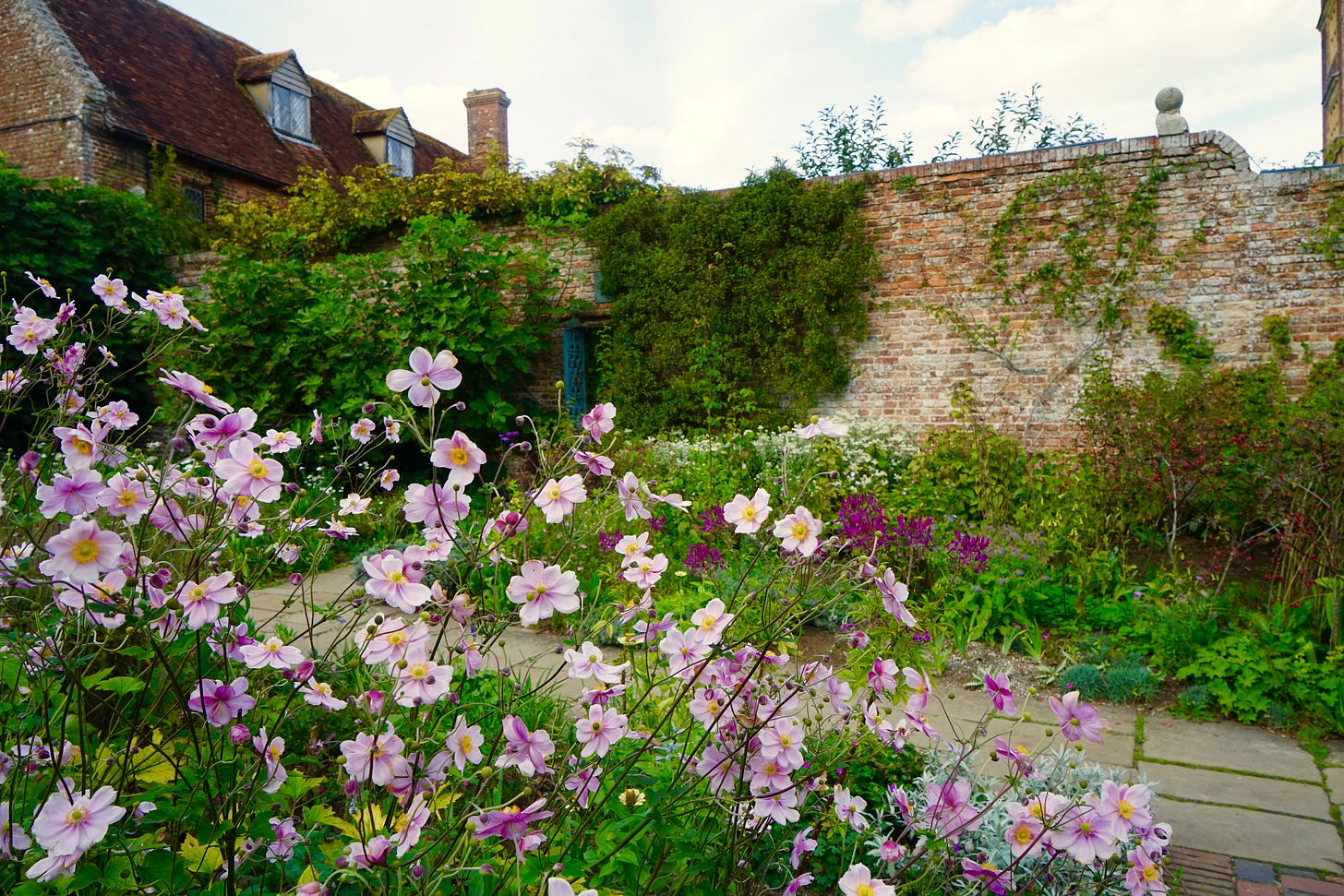 A pretty cottage garden flower in a planting design