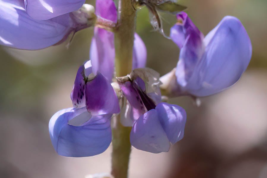 A pair of flowers, as described in the text, on a stem. Parts of a few other lupine flowers attached to the same stem appear in the frame of this very close close-up photo.