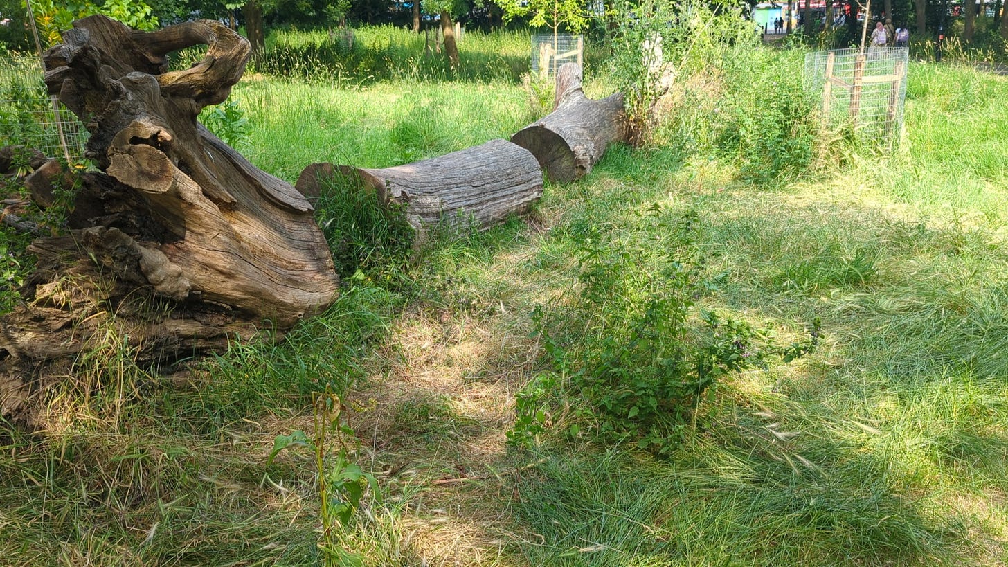 Mile End Park, Collapsed Trunk