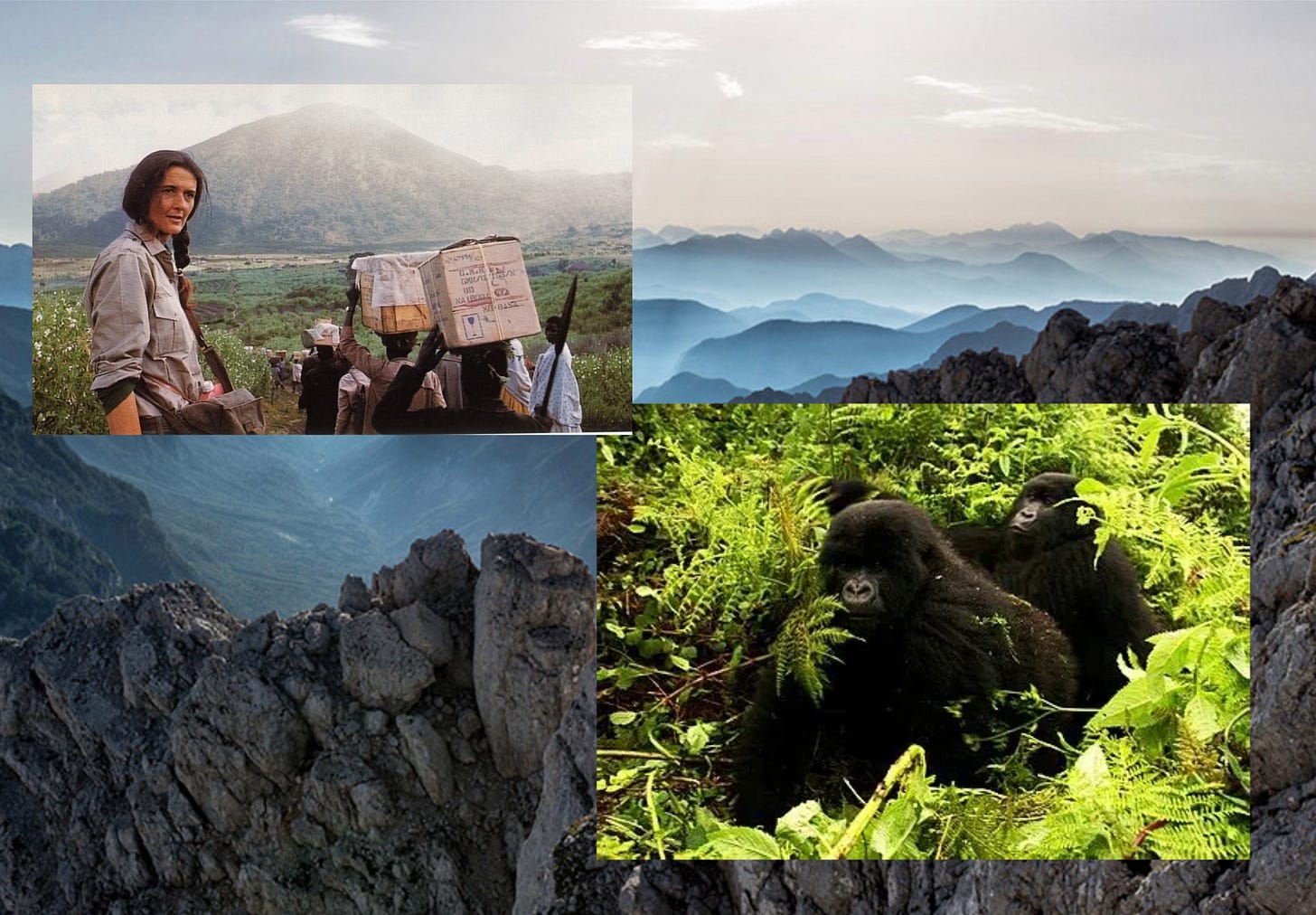 Dian Fossey and a mountain gorilla on the background of Rwanda mountains Dian Fossey and a mountain gorilla on the background of Rwanda mountains
