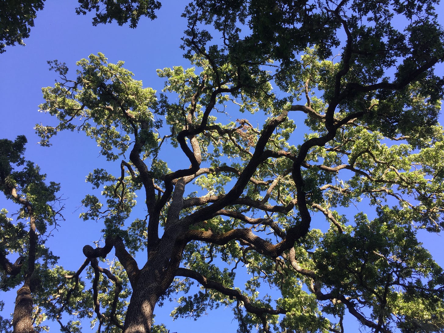 photograph taken looking up at the canopy of a valley oak forest. parts of the forest are in shadow, but the top of the focal valley oak is in sunlight with the blue sky behind it. the branches of the oak are curving in typical valley oak fashion, with rough bark.